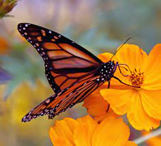 Image for event: Learn how to support Highland Park's pollinator population!