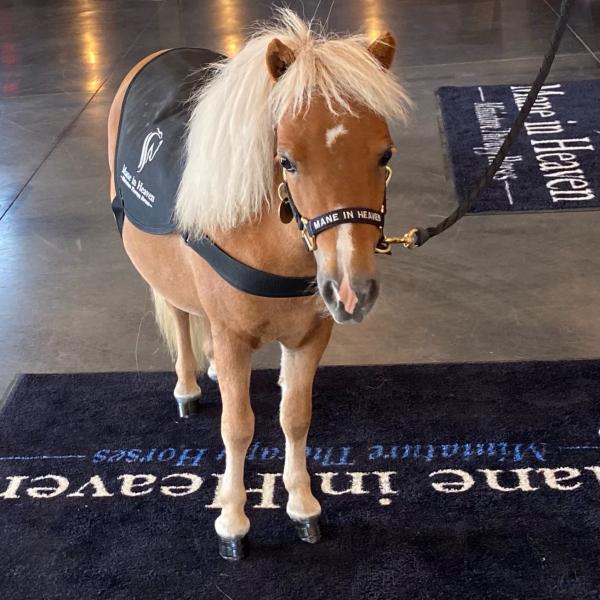 Image for event: Therapy Mini Horses