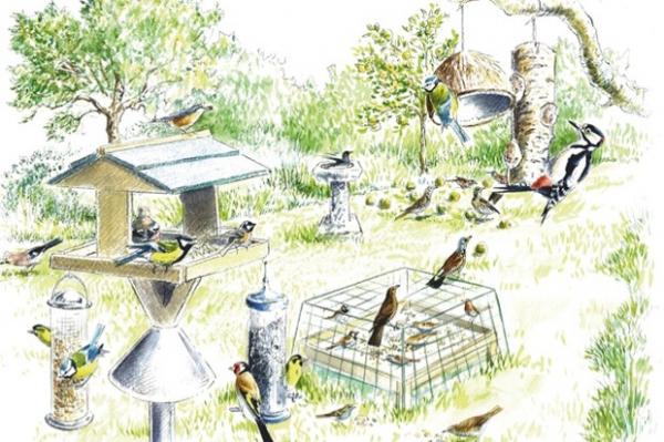 Image for event: Landscaping for Birds