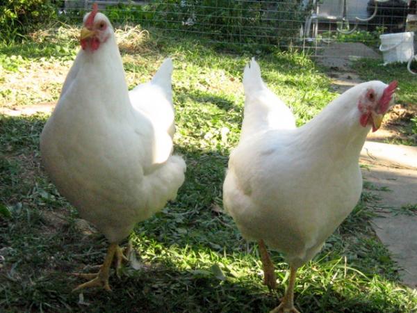 Image for event: What do I need to know to raise chickens?