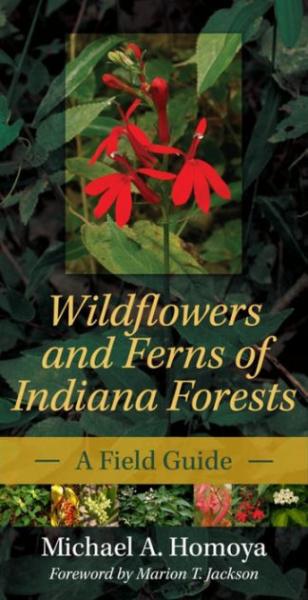 Image for event: Wildflowers and Ferns of Indiana Forests via Zoom