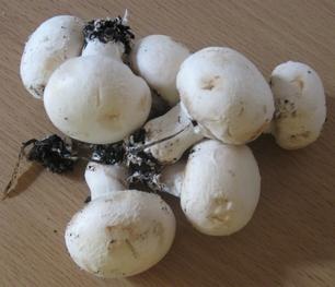 Image for event: Growing and Using Mushrooms via Zoom