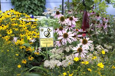 Image for event: Backyard Habitat Improvements for Pollinators 