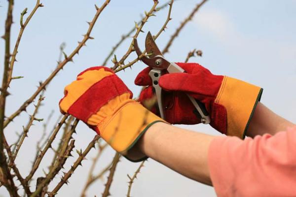 Image for event: Pruning Basics