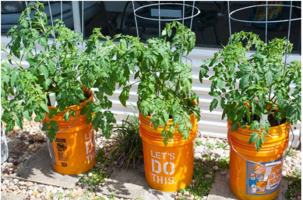 Image for event: Tomato Buckets with Purdue Extention 